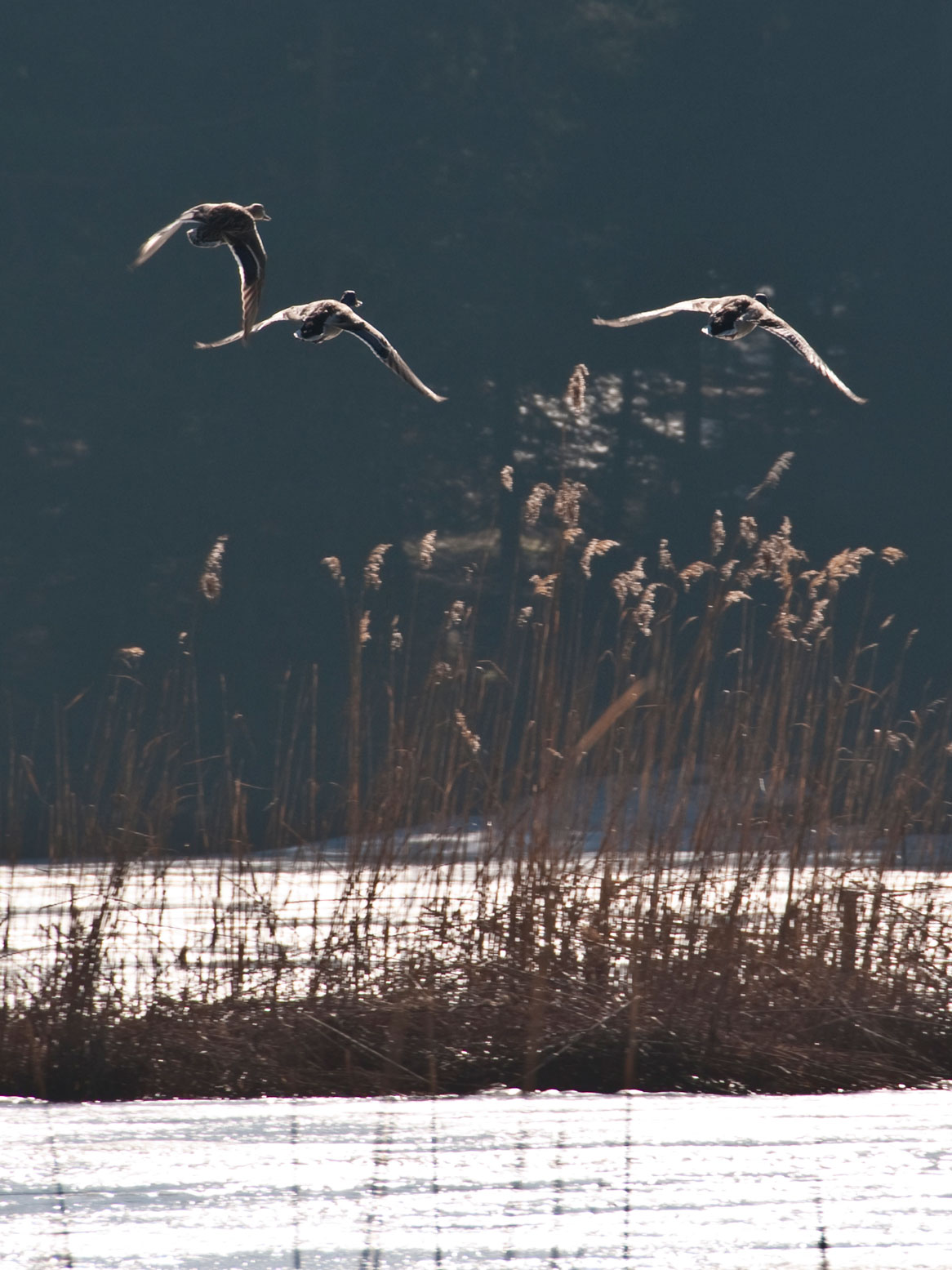 Flug von drei Enten über den Möserer See